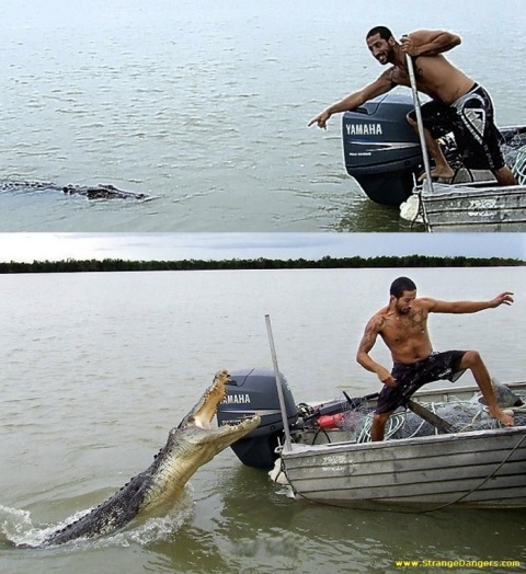 gator.JPG