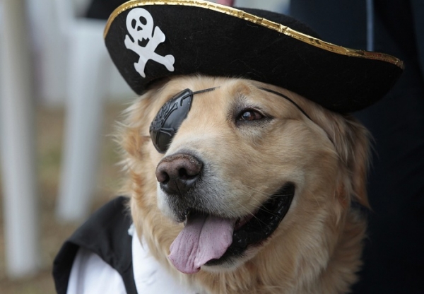 pirate-dog.jpg