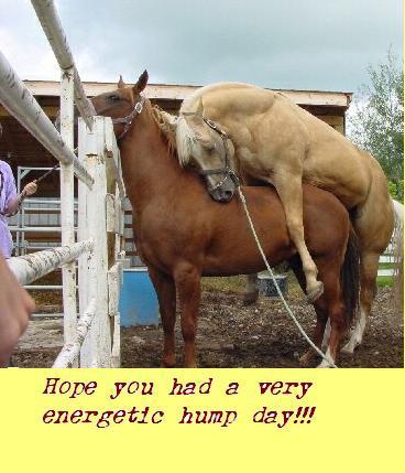 Horses Hump Day.JPG