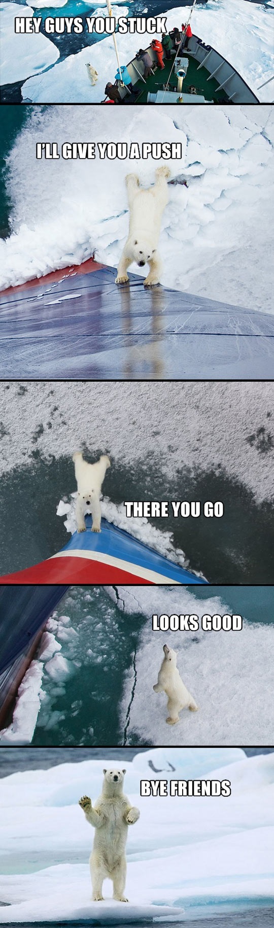 bye-friends-polar-bear.jpg