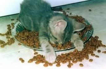 image008.jpg
